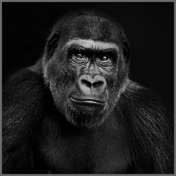 Skai Paneel Gorilla 44x44cm