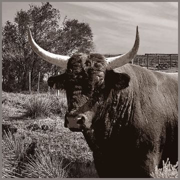 Skai Paneel Farm Bull 44x44cm