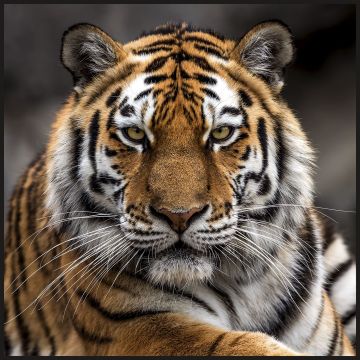 Skai Paneel Tiger 44x44cm