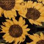 Velours zonnenbloemen